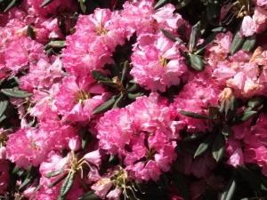 rhododendron at Azalea park