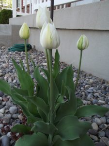 The surprise tulips